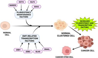 Pleiotropic effects of DCLK1 in cancer and cancer stem cells